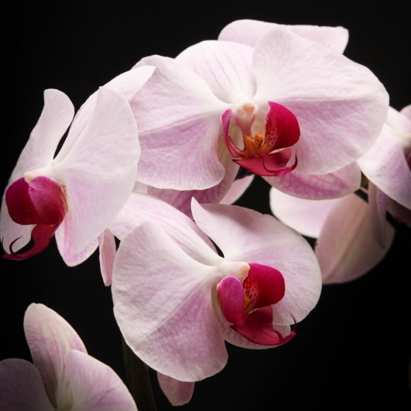 Phalaenopsis Cascade Cyrene – rosa – Orchideen – Pflanzen – 00661 – Certi