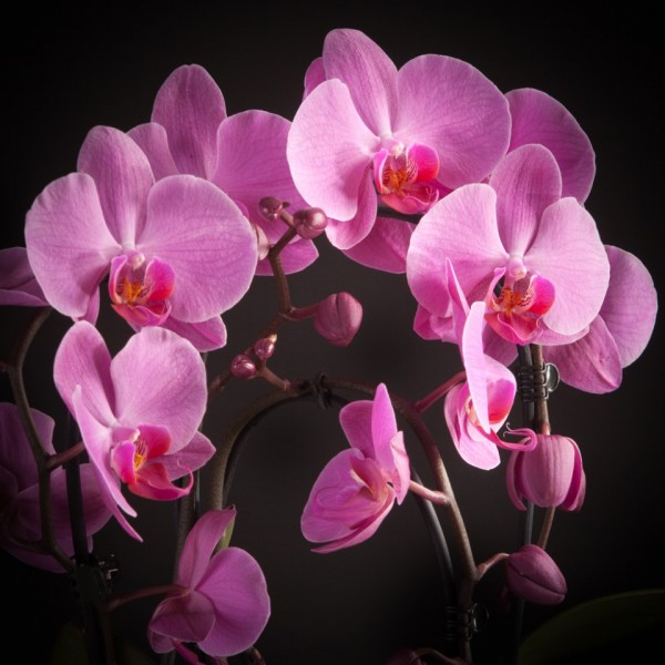 Phalaenopsis Cascade Daystar – rosa – Orchideen – Pflanzen – 02207 – Certi