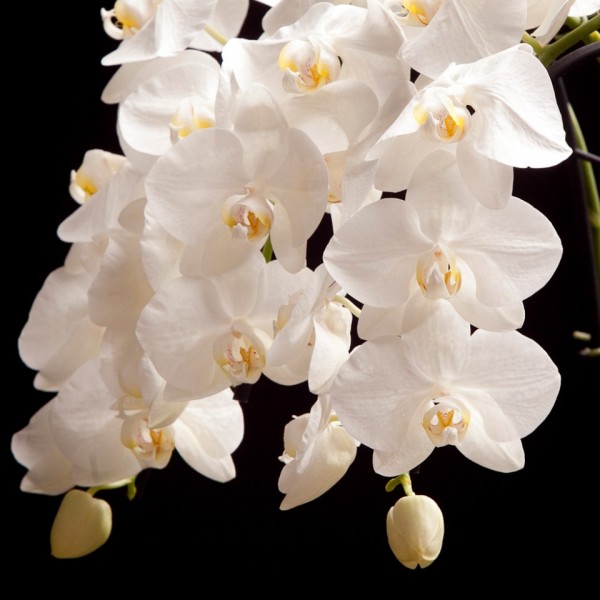 Phalaenopsis Cascade Snowball  – weiss – Orchideen – Pflanzen – 00128 – Certi
