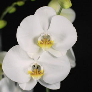 Phalaenopsis Dame Blanche - weiss - Orchideen - Pflanzen - 02301 - Certi