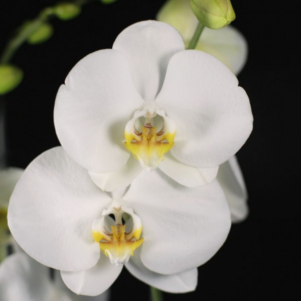 Phalaenopsis Dame Blanche – weiss – Orchideen – Pflanzen – 02301 – Certi