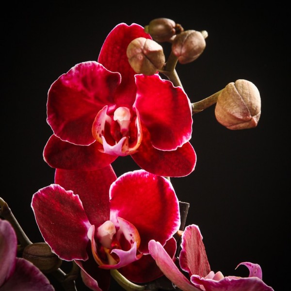 Phalaenopsis Debora – rote – Orchideen – Pflanzen – 00122 – Certi Phalaenopsis Debora – rote – Orchideen – Pflanzen – 00122 – Certi