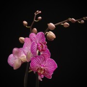 Phalaenopsis Happy Minho – violett – Orchideen – Pflanzen – 00280 – Certi Phalaenopsis Happy Minho – violett – Orchideen – Pflanzen – 00280 – Certi