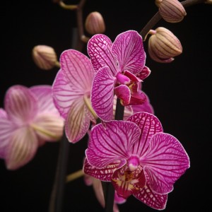 Phalaenopsis Happy Minho  - violett - Orchideen - Pflanzen - 00280 - Certi