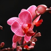 Phalaenopsis Moldavie  - rote - Orchideen - Pflanzen - 00724 - Certi