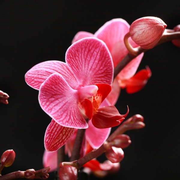 Phalaenopsis Moldavie – rote – Orchideen – Pflanzen – 00724 – Certi Phalaenopsis Moldavie – rote – Orchideen – Pflanzen – 00724 – Certi