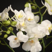 Phalaenopsis Multiflora Snowflake – weiss – Orchideen – Pflanzen – 90306 – Certi