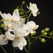 Phalaenopsis Multiflora Snowflake - weiss - Orchideen - Pflanzen - 90306 - Certi