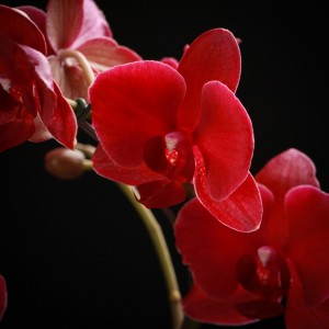 Phalaenopsis Red Pioneer Hurricane - rote - Orchideen - Pflanzen - 00755 - Certi