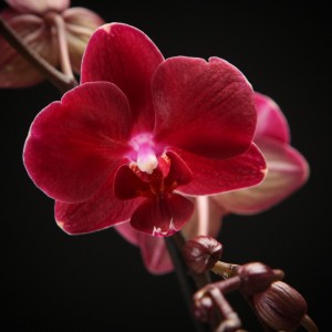 Phalaenopsis Reduction - rote - Orchideen - Pflanzen - 01504 - Certi