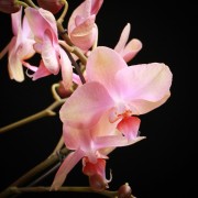 Phalaenopsis Sarah Blush Hurricane – violett – Orchideen – Pflanzen – 00760 – Certi Phalaenopsis Sarah Blush Hurricane – violett – Orchideen – Pflanzen – 00760 – Certi