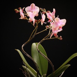 Phalaenopsis Sarah Blush Hurricane - violett - Orchideen - Pflanzen - 00760 - Certi
