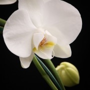 Phalaenopsis Solitaer Graham  W. – weiss – Orchideen – Pflanzen – 00062 – Certi