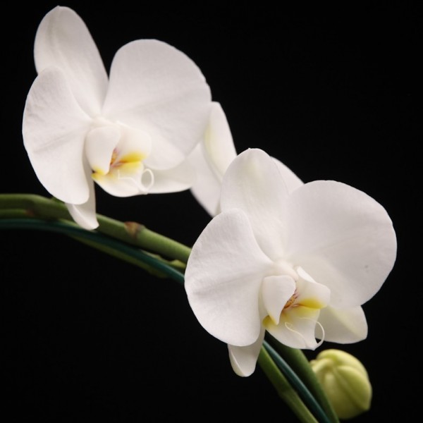 Phalaenopsis Solitaer Graham  W. – weiss – Orchideen – Pflanzen – 00062 – Certi