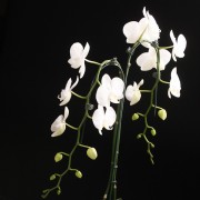 Phalaenopsis Solitaer Graham W.  – weiss – Orchideen – Pflanzen – 00063 – Certi