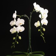 Phalaenopsis Solitaer Graham W.  – weiss – Orchideen – Pflanzen – 00063 – Certi