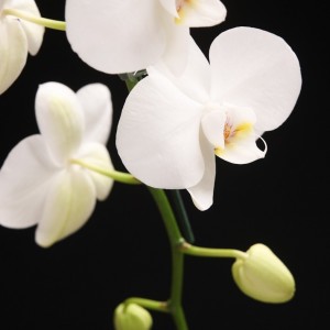 Phalaenopsis Solitaer Graham W.  - weiss - Orchideen - Pflanzen - 00063 - Certi