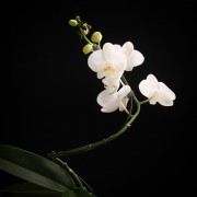 Phalaenopsis Solitaer Graham W. – weiss – Orchideen – Pflanzen – 00064 – Certi Phalaenopsis Solitaer Graham W. – weiss – Orchideen – Pflanzen – 00064 – Certi