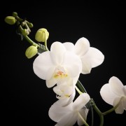 Phalaenopsis Solitaer Graham W. – weiss – Orchideen – Pflanzen – 00064 – Certi Phalaenopsis Solitaer Graham W. – weiss – Orchideen – Pflanzen – 00064 – Certi