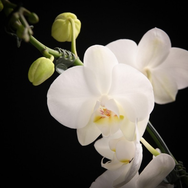 Phalaenopsis Solitaer Graham W. – weiss – Orchideen – Pflanzen – 00064 – Certi Phalaenopsis Solitaer Graham W. – weiss – Orchideen – Pflanzen – 00064 – Certi