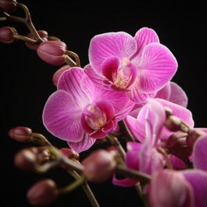 Phalaenopsis Vienna - violett - Orchideen - Pflanzen - 00788 - Certi
