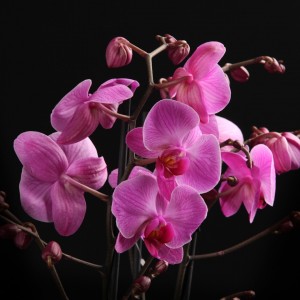 Phalaenopsis Zambezi - violett - Orchideen - Pflanzen - 01676 - Certi