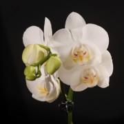 Phalaenopsis kolibri Amabilis – weiss – Orchideen – Pflanzen – 18650 – Certi Phalaenopsis kolibri Amabilis – weiss – Orchideen – Pflanzen – 18650 – Certi