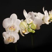 Phalaenopsis kolibri Amabilis - weiss - Orchideen - Pflanzen - 18650 - Certi