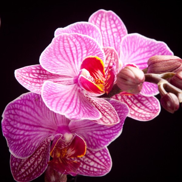 Phalaenopsis kolibri Fortaleza – rosa – Orchideen – Pflanzen – 00198 – Certi