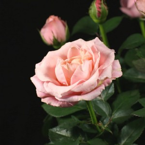 Rosa Amorosa Infinity Pink - rosa - Patio - Pflanzen - 01541 - Certi