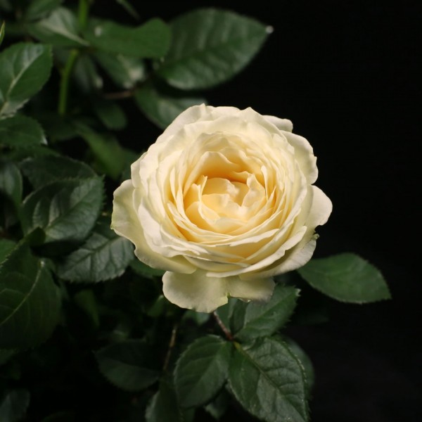 Rosa Amorosa Infinity White – weiss – Patio – Pflanzen – 01540 – Certi