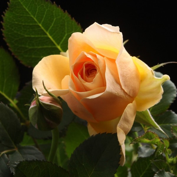 Rosa Patiohit Brandi – orange – Patio – Pflanzen – 00820 – Certi