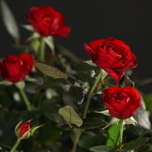 Rosa Patiohit Isabel - rote - Patio - Pflanzen - 00377 - Certi