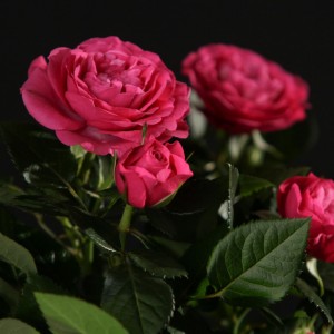 Rosa Patiohit Regina - rosa - Patio - Pflanzen - 00378 - Certi