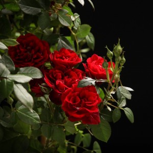 Rosa Royal Amanda - rote - Patio - Pflanzen - 00333 - Certi