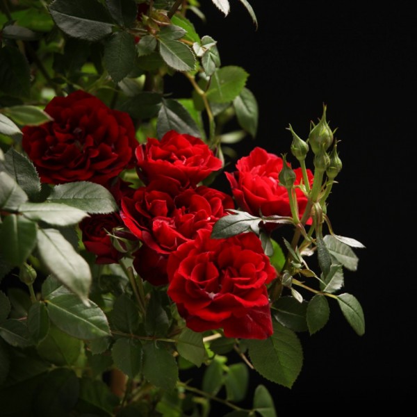 Rosa Royal Amanda – rote – Patio – Pflanzen – 00333 – Certi