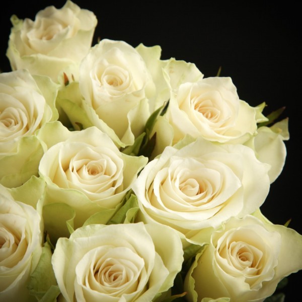 Rose Athena – weiss – Snij Rozen klein/middelgroot – Blumen – 01274 – Certi