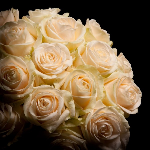 Rose Avalanche Four Seasons – Snij Rozen Grootbloemig – Blumen – 01270 – Certi