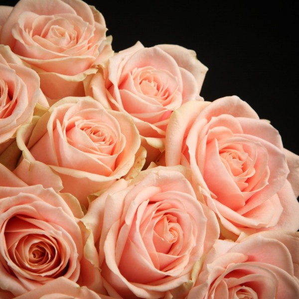 Rose Avalanche Pearl – orange – Snij Rozen Grootbloemig – Blumen – 01249 – Certi