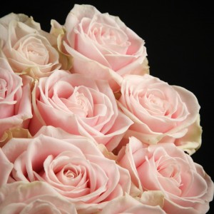 Rose Avalanche Sweet - rosa - Snij Rozen Grootbloemig - Blumen - 01322 - Certi