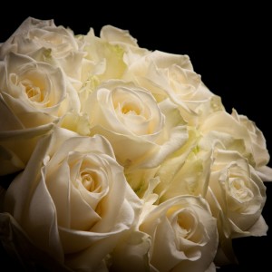 Rose Avalanche White - weiss - Snij Rozen Grootbloemig - Blumen - 01247 - Certi