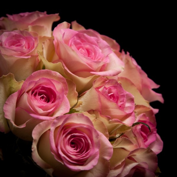 Rose Lovely Jewel – rosa – Snij Rozen klein/middelgroot – Blumen – 01310 – Certi