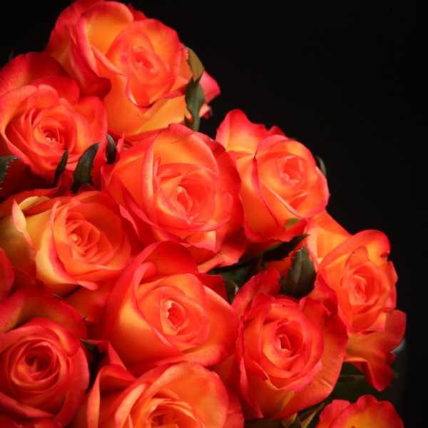 Rose Outlaw – orange – Snij Rozen klein/middelgroot – Blumen – 01311 – Certi