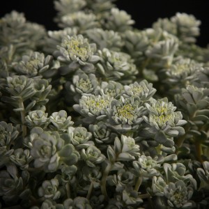 Sedum Cape Blanco - blau - Patio - Pflanzen - 00832 - Certi