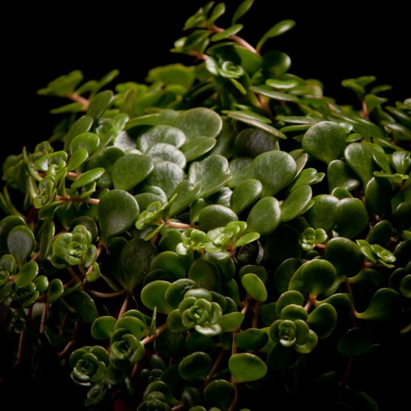 Sedum makinoi Tornado – gruen – Pflanzen – 01954 – Certi