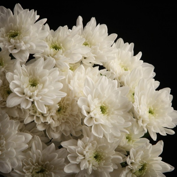 Spray Chrysanthemum Baltica White – weiss – Snij Chrysant spray – Blumen – 01616 – Certi Spray Chrysanthemum Baltica White – weiss – Snij Chrysant spray – Blumen – 01616 – Certi