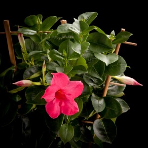 Sundaville Classic Pink - rosa - Terras - Pflanzen - 02290 - Certi