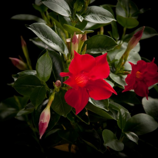 Sundaville Classic Red – rote – Terras – Pflanzen – 02291 – Certi