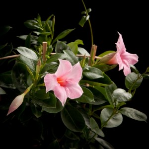 Sundaville Cream Pink - rosa - Terras - Pflanzen - 02284 - Certi