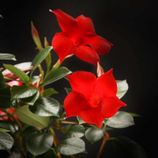 Sundaville Red  – rote – Terras – Pflanzen – 02302 – Certi